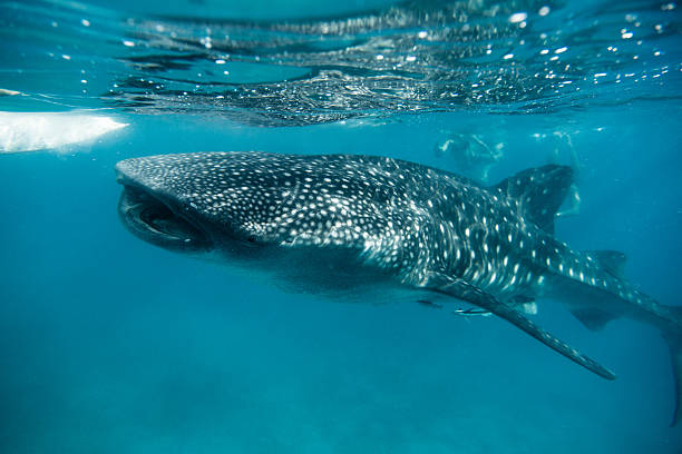 squalo balena nutrizione in oslob-filippine - bohol foto e immagini stock