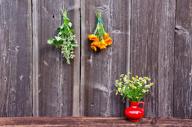 fresh medical herbs bunch on old wooden farm wall and red vase with chamomile