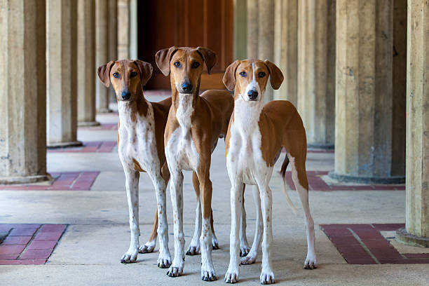 azawakh puppies - sight hound - fotografias e filmes do acervo