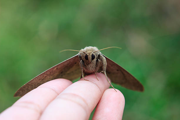 istock Close up  Butterfly on human fingers 533256971