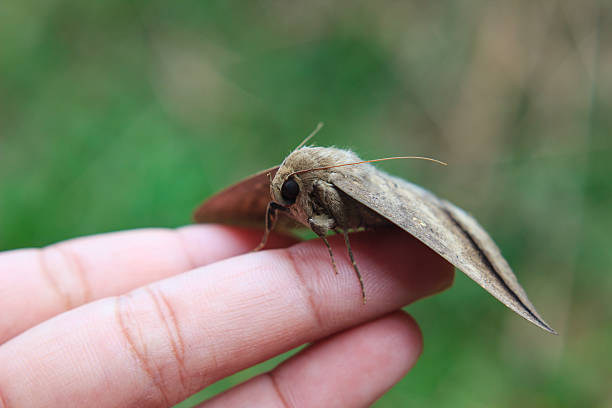 istock Close up  Butterfly on human fingers 533256973