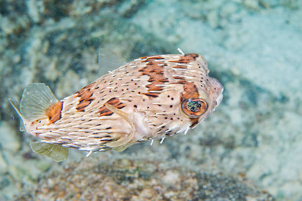 istock box fish in the reef background 533257505