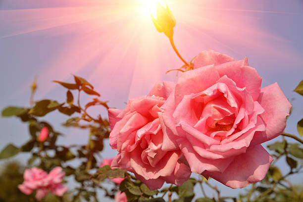 istock Flower rose in garden 533258949