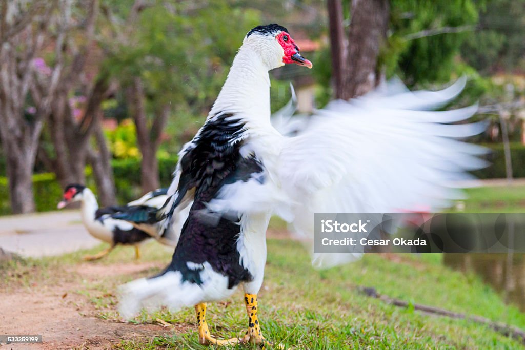 Duck wagging its wings Duck wagging its wings. 2015 Stock Photo