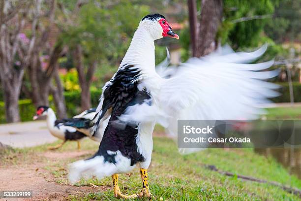 Duck Wagging Its Wings Stock Photo - Download Image Now - 2015, Animal, Animal Body Part