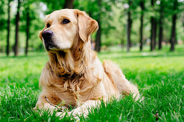 istock Golden Retriever listening 533259993