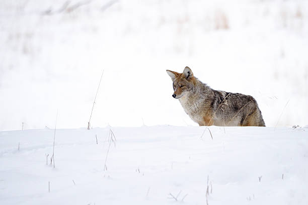 istock Coyote in winter 533260641