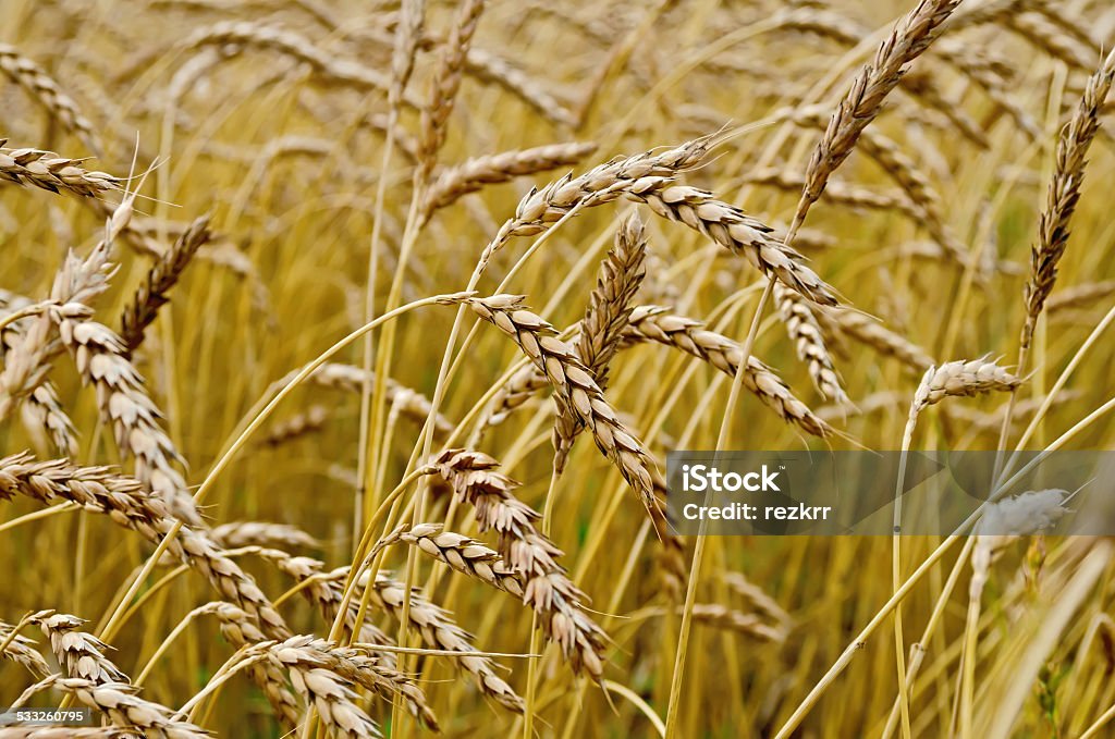 Spikelets of wheat in field Spikelets of wheat against the background of a wheat field 2015 Stock Photo