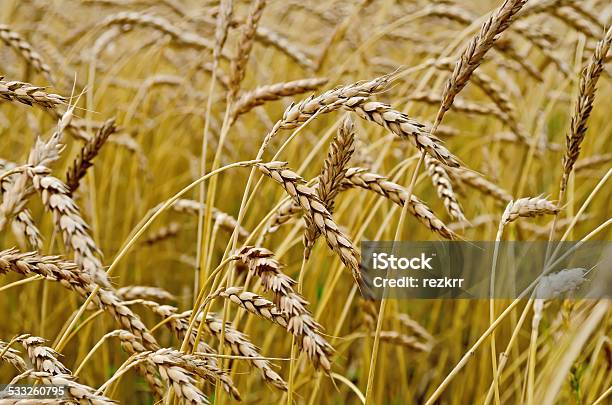 Spikelets Of Wheat In Field Stock Photo - Download Image Now - 2015, Agriculture, Backgrounds