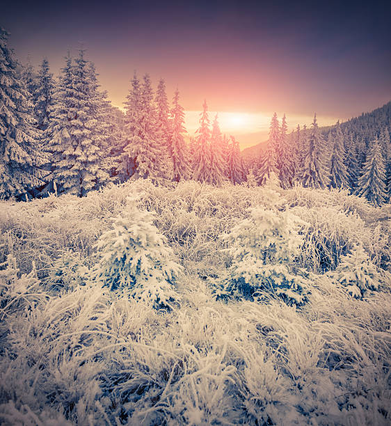 istock Colorful winter sunrise in the mountains. 533261119