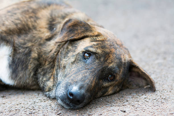 istock Dog sleeping on the street 533261257