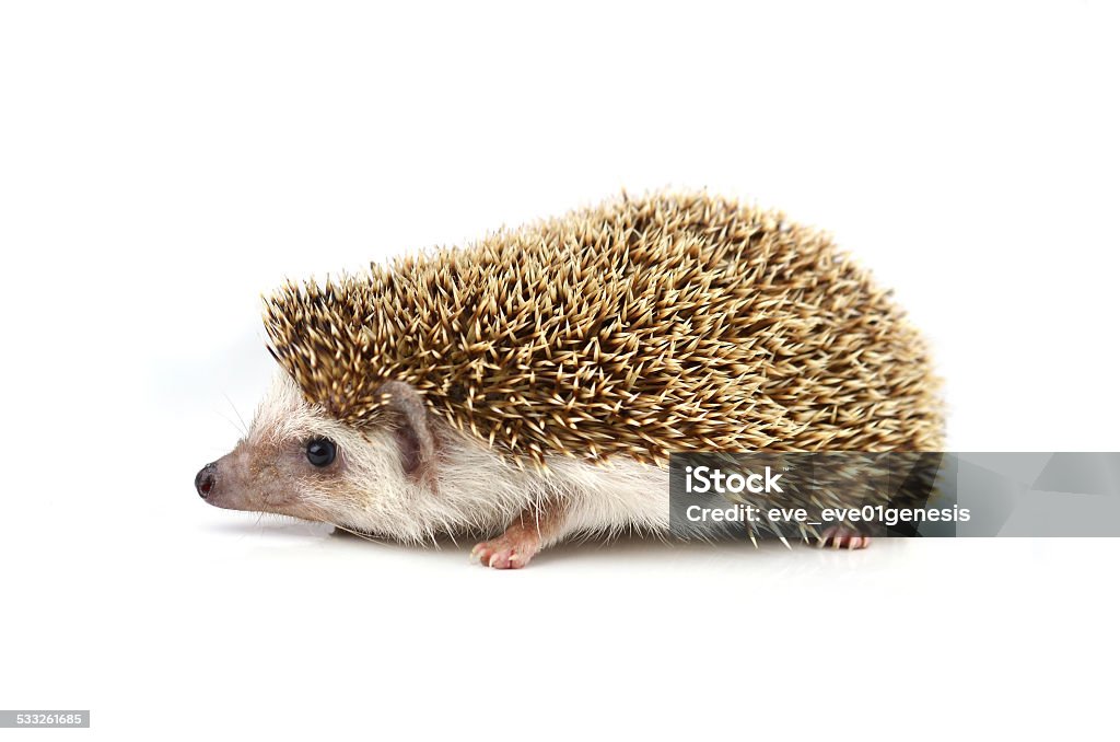 Hedgehog isolate on white background 2015 Stock Photo