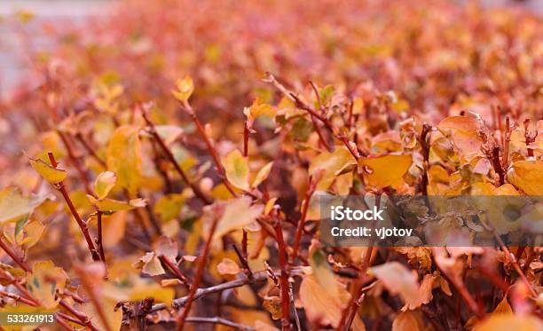 Orange Leaves Of Autumn Stock Photo - Download Image Now - 2015, Abstract, Autumn