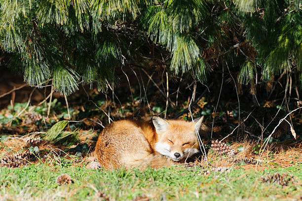 A young red fox hiding in a den at the base of the tree pokes his head out for a look around