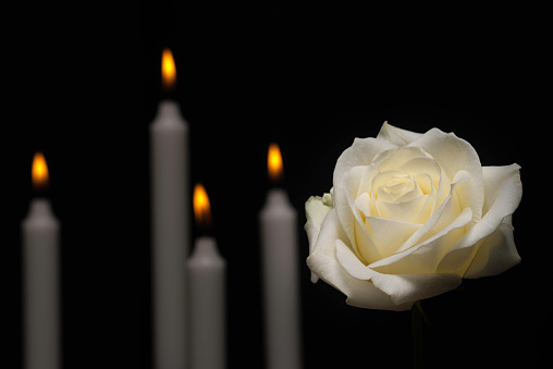 White rose in front of candles on black background.