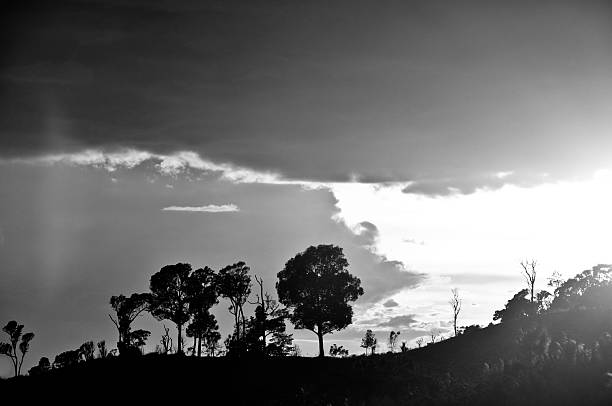 noir et blanc nuages dans le ciel - black forest forest sky blue photos et images de collection