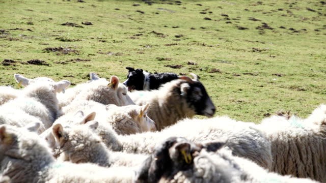 Sheepdog Herding Sheep