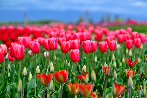 istock Beautiful Red Tulips 533272215