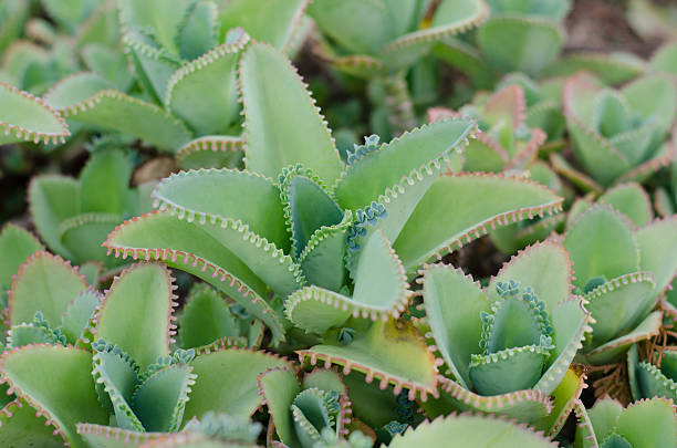 kalanchoe pinnata zakładu - kalanchoe zdjęcia i obrazy z banku zdjęć