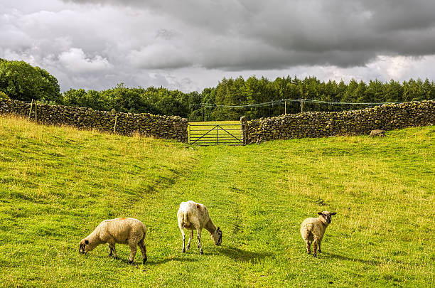 istock Sheep grazing in a green field 533272631