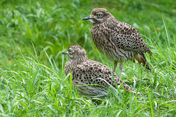 eurasiatische stone-brachvogel (burhinus oedicnemus) - stone curlew stock-fotos und bilder