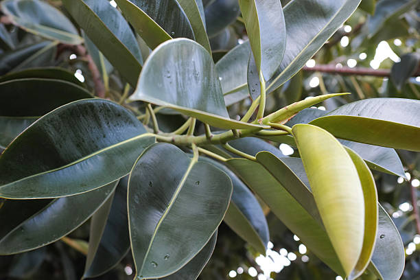 istock Close-up Big Green Leaves on a Tree 533274193