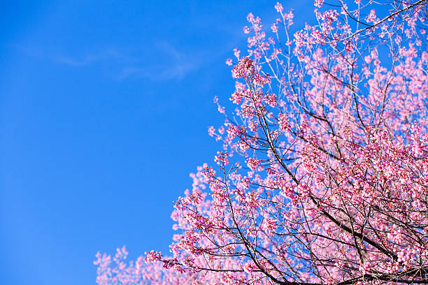 istock Beautiful pink cherry blossom (Sakura) flower at full bloom. 533275111