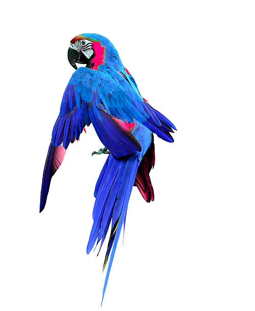 istock Beautiful Blue Parrot bird straith its wings 533275581