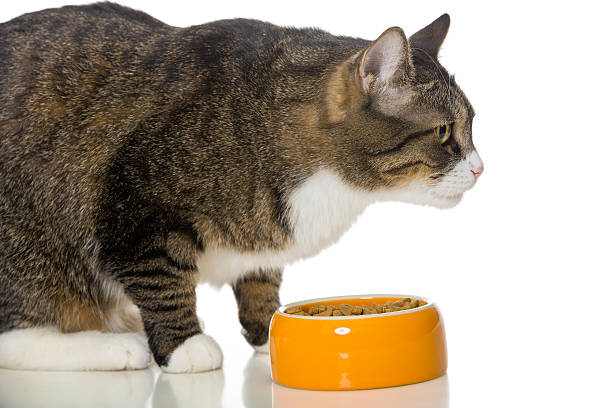 istock Gray striped cat eats dry food 533275745