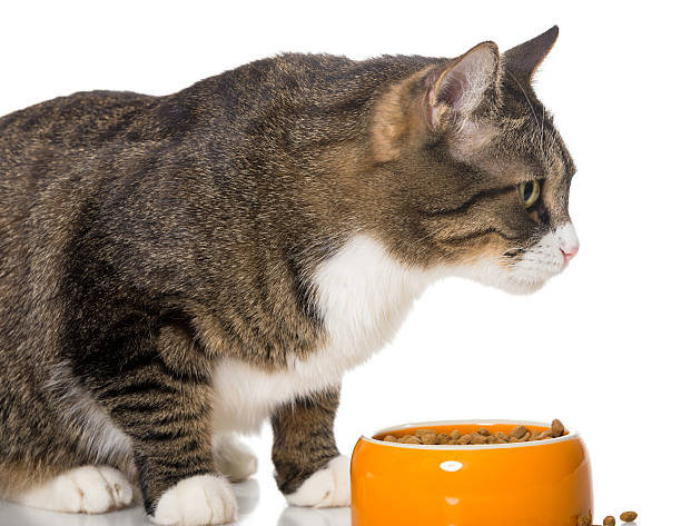 istock Gray striped cat eats dry food 533275771