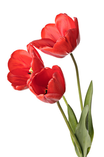 Three red tulip flowers isolated on a white background