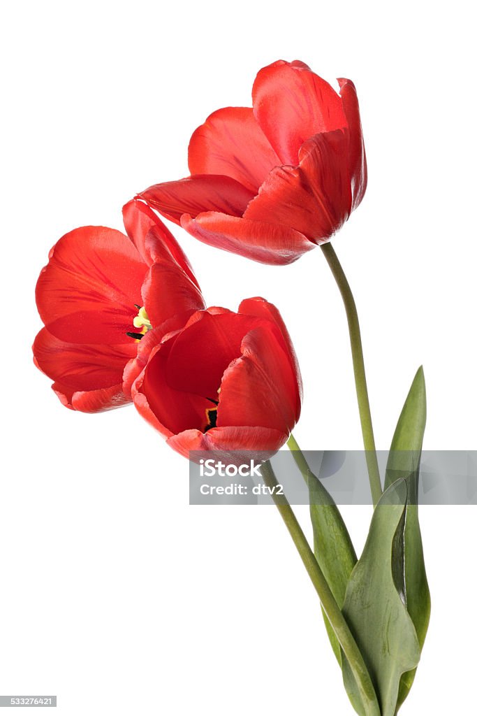 Flowers Three red tulip flowers isolated on a white background Tulip Stock Photo