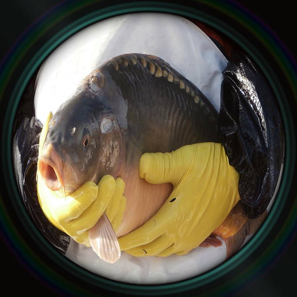 Sale of Christmas carps in objective lens