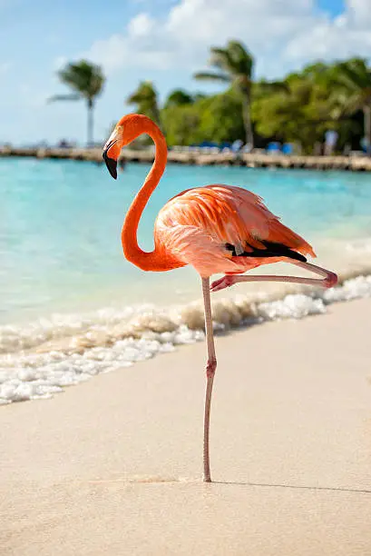 Colourfull flamingo standing on one leg. Holiday island with a pier and some beds out of focus in the background.