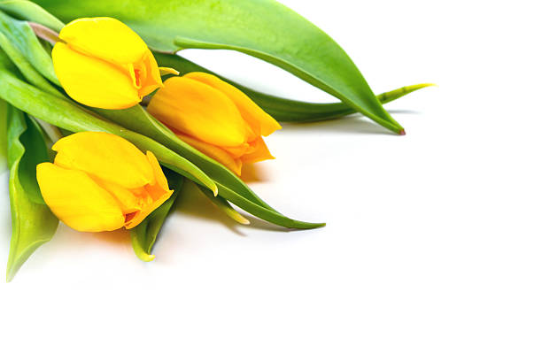 istock Bunch of yellow tulips 533277307