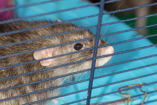 istock domestic rat in a cage 533277615