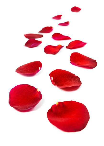 istock Red rose petals isolated on white 533277957