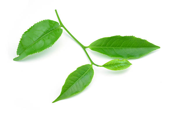istock tea green leaves isolated on white 533278051