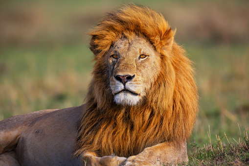 Lion Romeo 2 of Double Cross Pride at sunrise in Masai Mara National Reserve in Kenya.