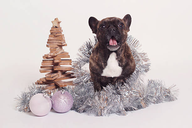 perro de navidad - chihuahua dog pets yawning fotografías e imágenes de stock