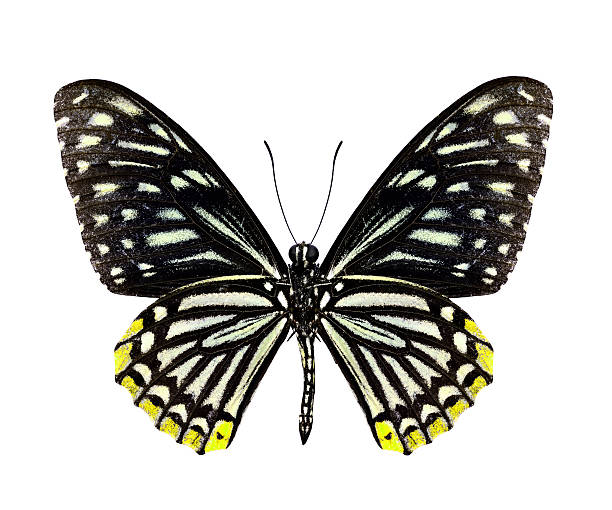 hermosa mariposa amarillo aislado sobre fondo blanco - lime butterfly fotografías e imágenes de stock