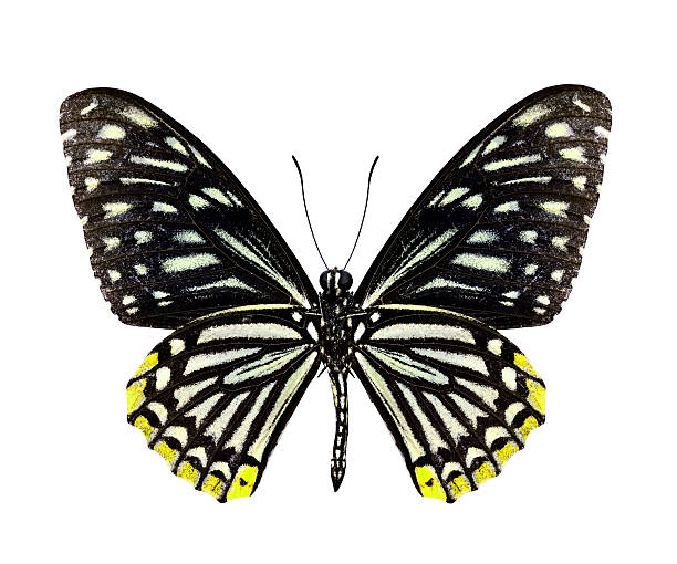 istock Beautiful Yellow butterfly isolated on white background 533278407