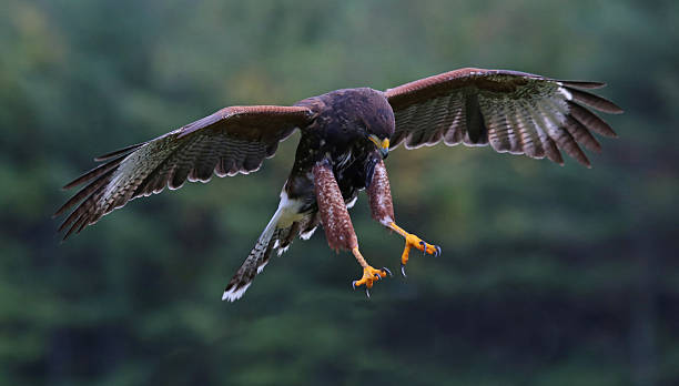 Hawk Action Shot 1,800+ Hawk Landing Stock Photos, Pictures & Royalty-Free Images - iStock