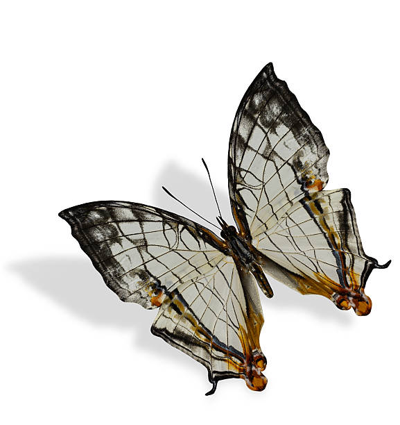 istock Beautfil flying common map butterfly isolated on white backgroun 533291473