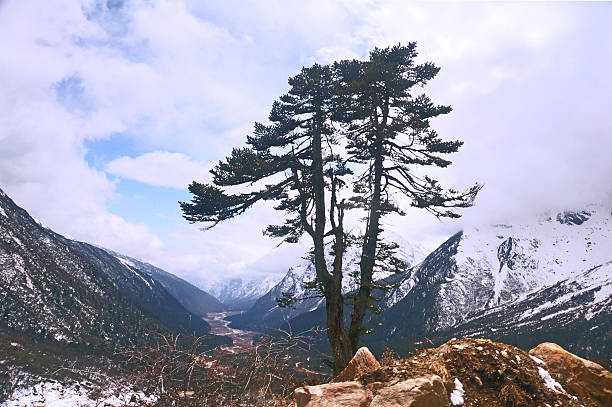 The winter landscape of Huangshan mountain,China