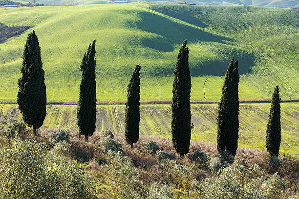 istock Tuscany hills, four trees with green grass 533291785