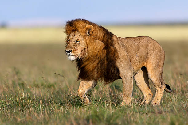 istock Walking big Lion Ron in Masai Mara 533293785