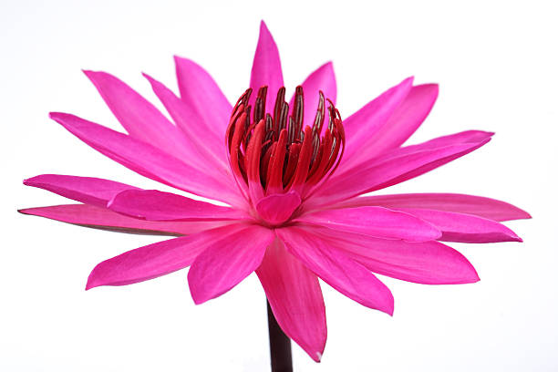 istock lotus flower isolated on white background. 533294297