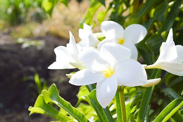 istock plumeria flower 533294783