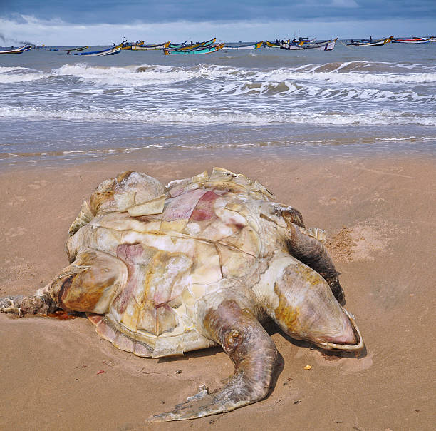 istock Dead of the Olive ridley Lepidochelys olivacea on beach 533295185